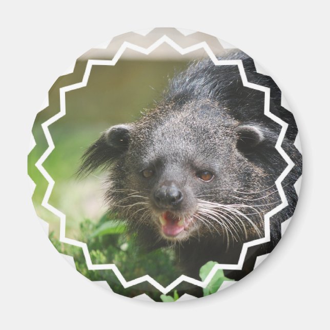 Imã Binturong Magnet (Frente)
