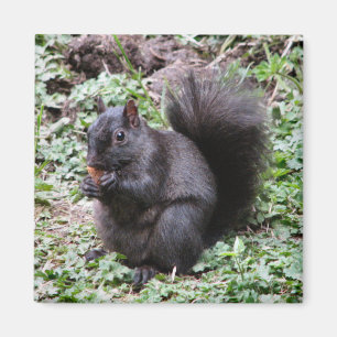 IMÃ BIRCH BAY SQUIRREL