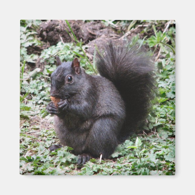 IMÃ BIRCH BAY SQUIRREL (Frente)