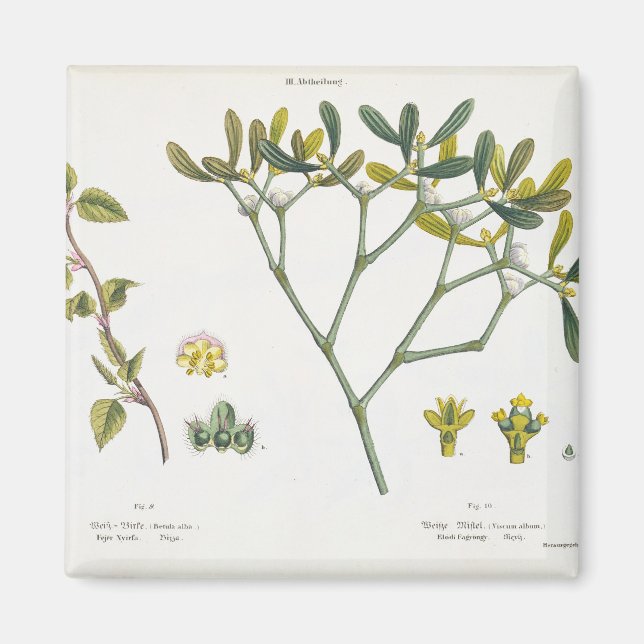 Imã Birch (esquerda) e Mistletoe (direita), fig. 9 e 1 (Frente)