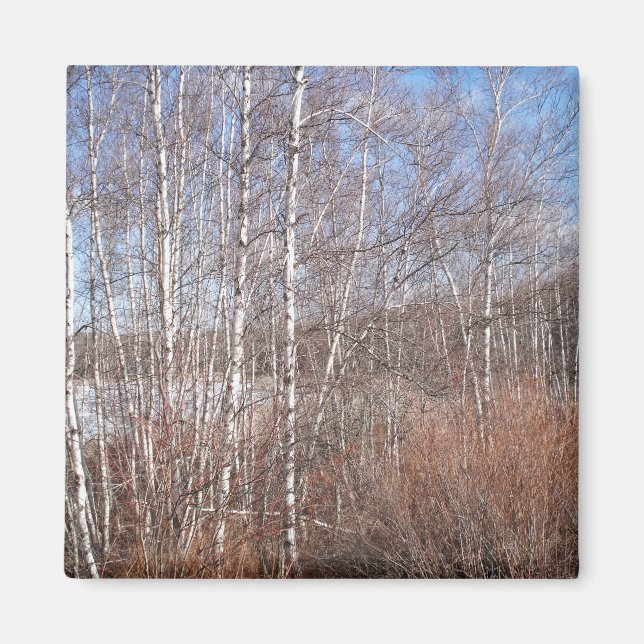 Imã Birch Forest Magnet (Frente)