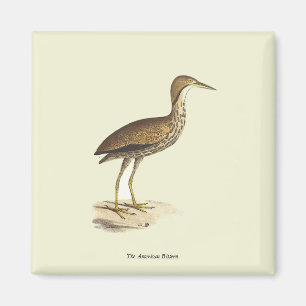 Imã Bird Americana (Botaurus lentiginosus)