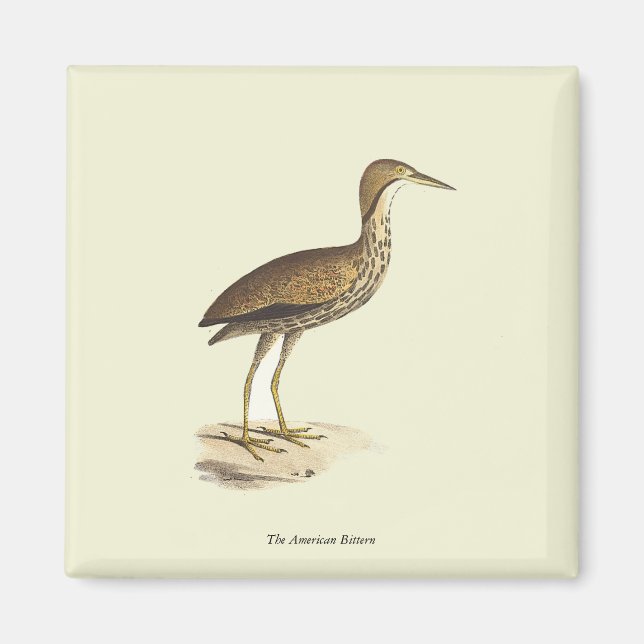 Imã Bird Americana (Botaurus lentiginosus) (Frente)