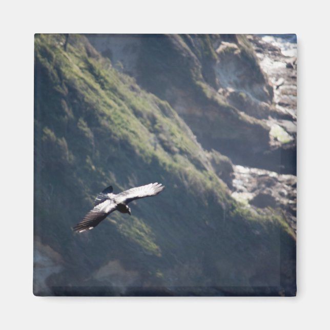 Imã Bird Fly MAGNET (Frente)