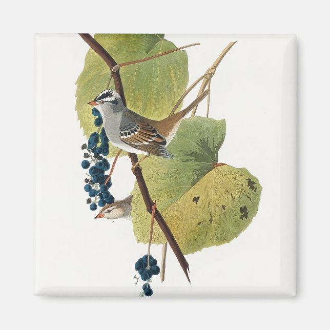 Imã Birds of America (1827), por John James Audubon (Frente)