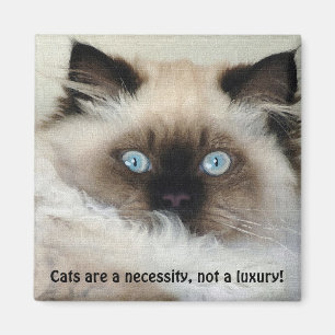 Imã Birman - Ragdoll Cat Lover Magnet