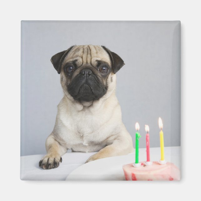 Imã Birthday Pug (Frente)