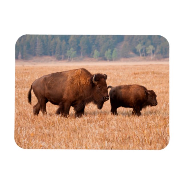 Ímã Bisão Americano (Bison bison) Vaca e Bezerro (Horizontal)