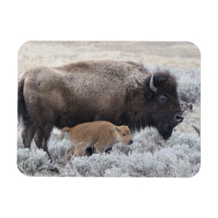 Ímã Bisão Vaca e Bezerro, Yellowstone