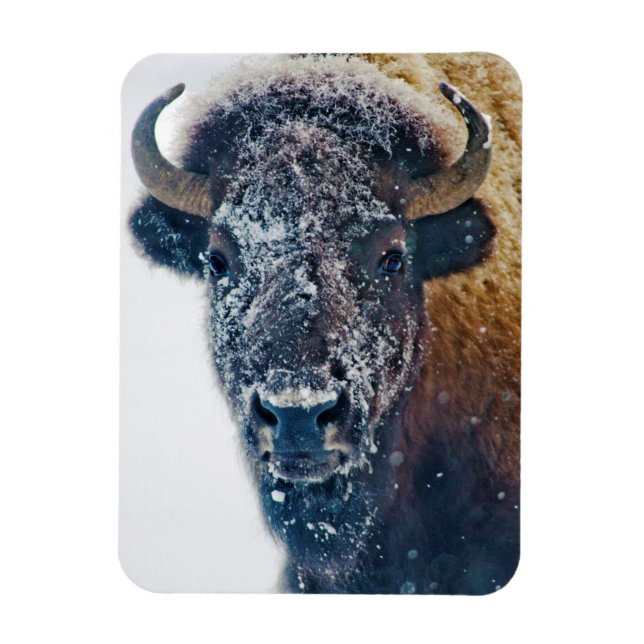 Ímã Bison Americano em Neve em Yellowstone NP (Vertical)