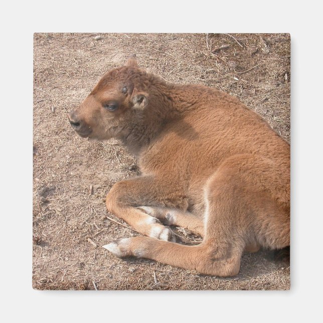 Imã Bison Calf (Frente)