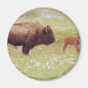 Imã Bison e Calf em Yellowstone