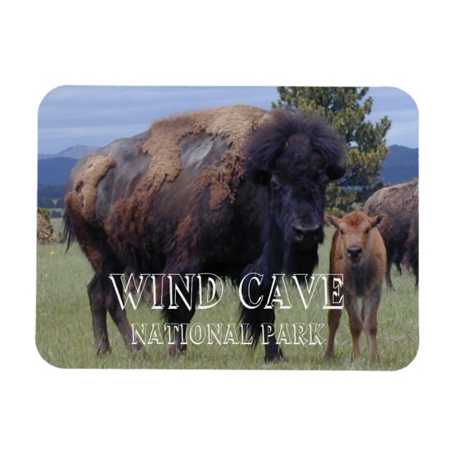 Ímã Bison e Calf, Parque Nacional da Caverna Eólica, S (Horizontal)