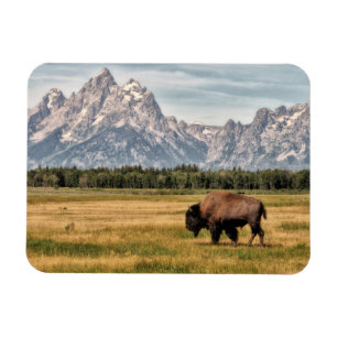 Ímã Bison in the Tetons
