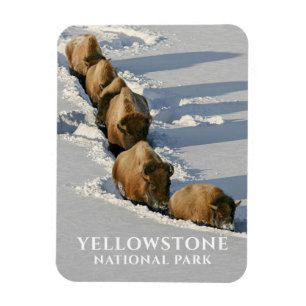 Ímã Bison Line Andando por Deep Snow, Yellowstone