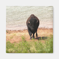 Bison na Água