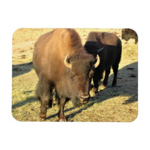 Ímã Bison no Colorado