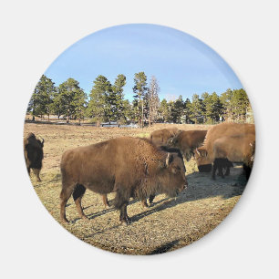 Imã Bison no Colorado
