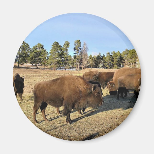 Imã Bison no Colorado (Frente)