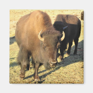 Imã Bison no Colorado