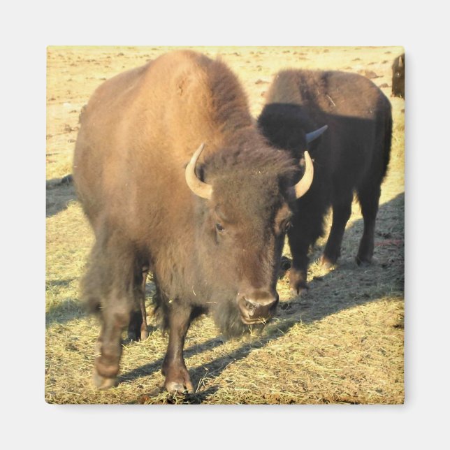 Imã Bison no Colorado (Frente)