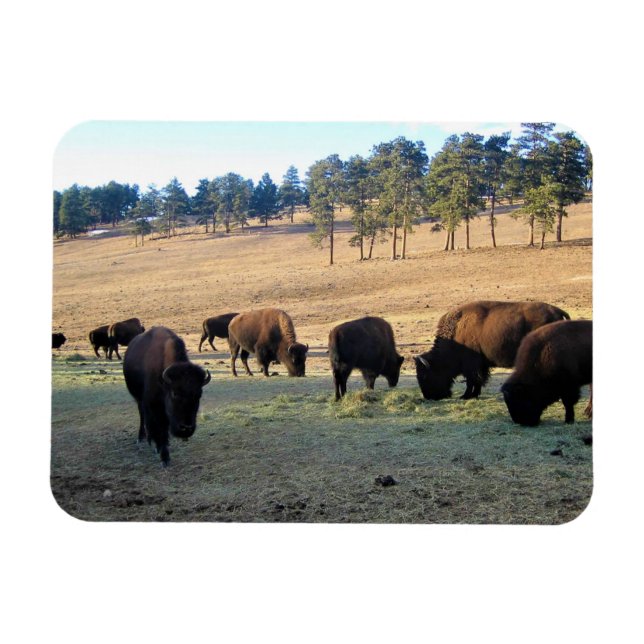 Ímã Bison no Colorado (Horizontal)