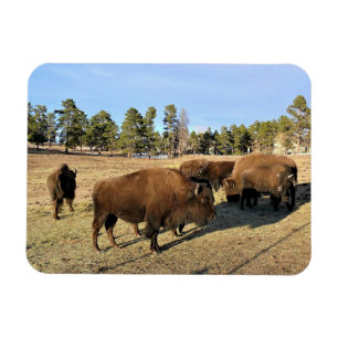 Ímã Bison no Colorado
