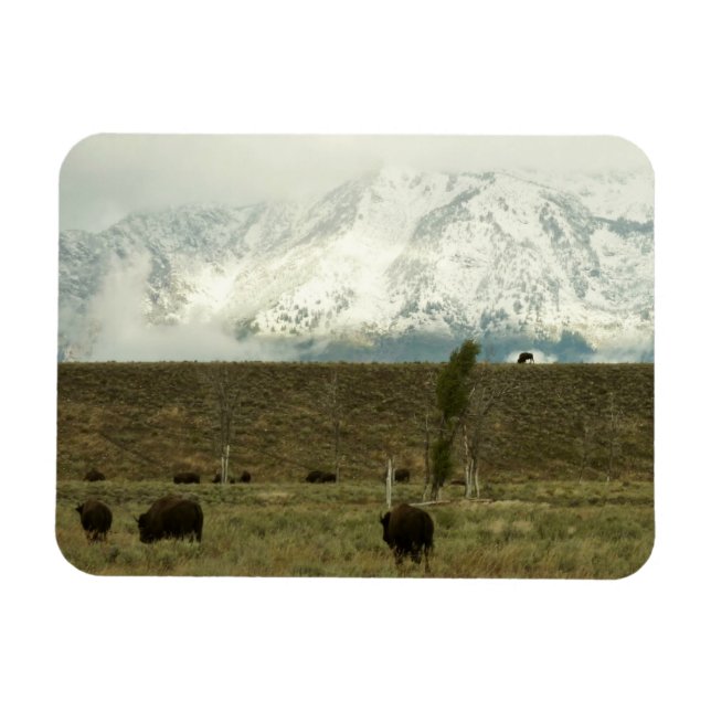 Ímã Bison no Grand Teton National Park Fotografia (Horizontal)