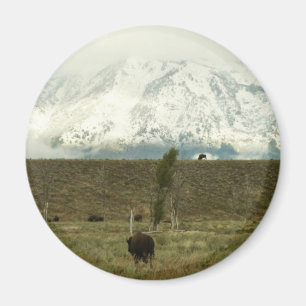Imã Bison no Grand Teton National Park Fotografia