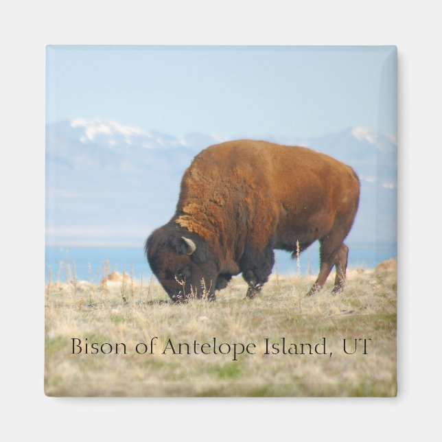 Imã Bison of Antelope Island (Frente)