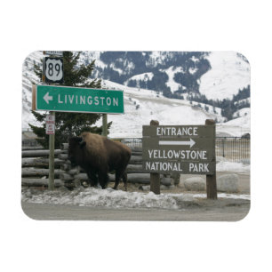 Ímã BIson, Yellowstone Entrance, Gardiner, MT