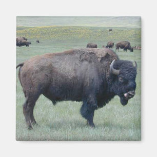 Imã Bisonte