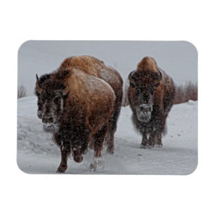 Ímã Bisonte de Yellowstone
