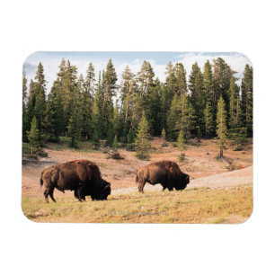 Ímã Bisonte no parque nacional de Yellowstone, Wyoming