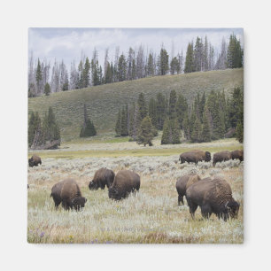 Imã Bisonte no vale de Hayden de Yellowstone