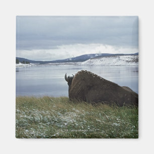 Imã Bisonte que descansa por Yellowstone River com