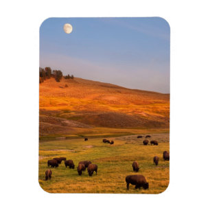 Ímã Bisonte que pasta no monte no vale de Hayden
