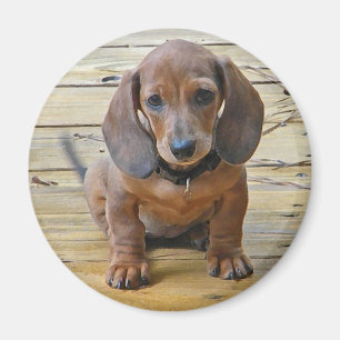 Imã BK- ímã do filhote de cachorro do Dachsund