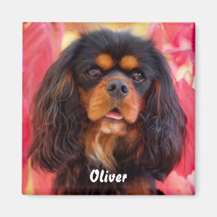 Imã Black and Tan Cavalier King Charles Spaniel Dog