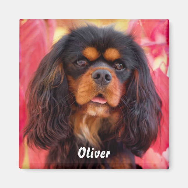 Imã Black and Tan Cavalier King Charles Spaniel Dog (Frente)