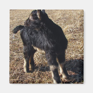 Imã Black and Tan Kid