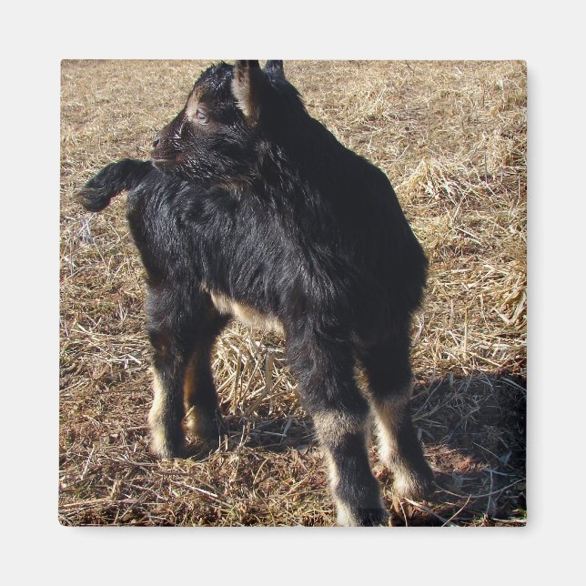 Imã Black and Tan Kid (Frente)