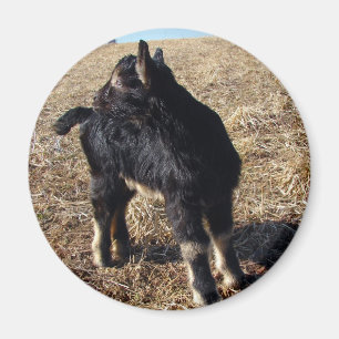 Imã Black and Tan Kid