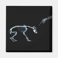 Black Dog Xray Skeleton