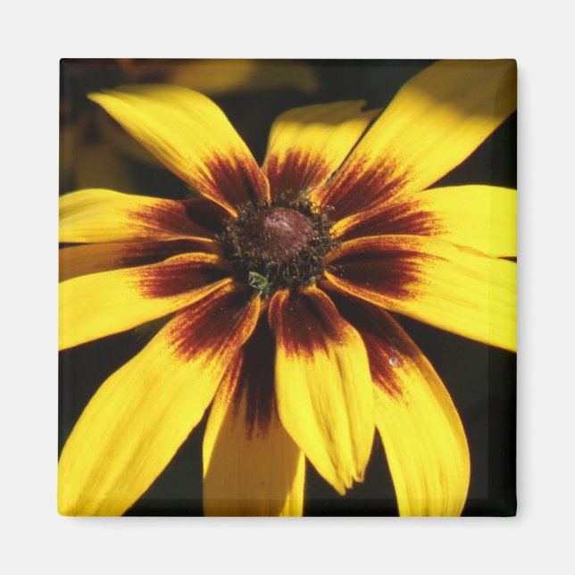 Imã Black Eyed Susan Magnet (Frente)