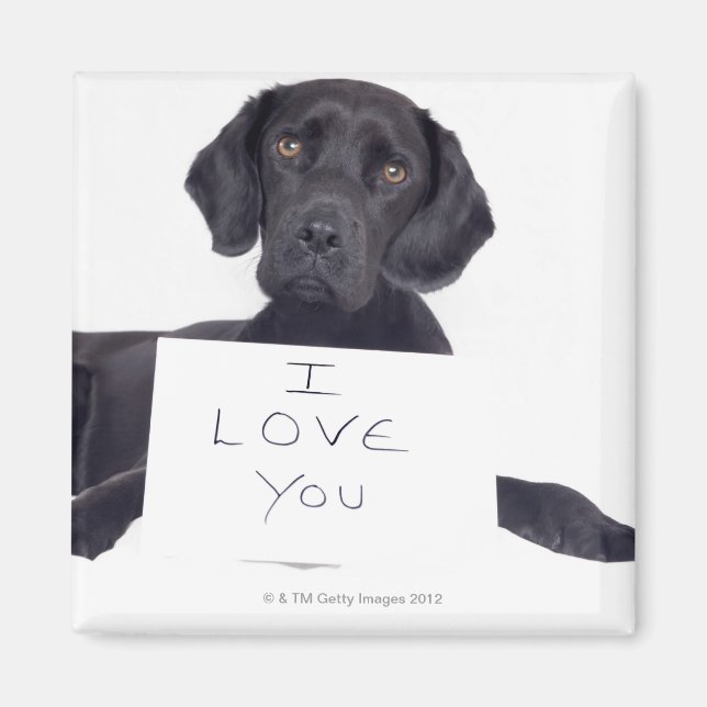 Imã Black Labrador 13 Meses (Frente)