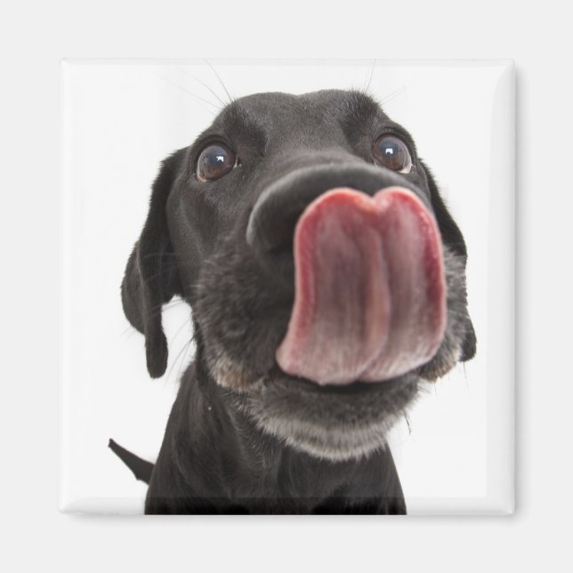 Imã Black Labrador A Banhar O Nariz (Frente)