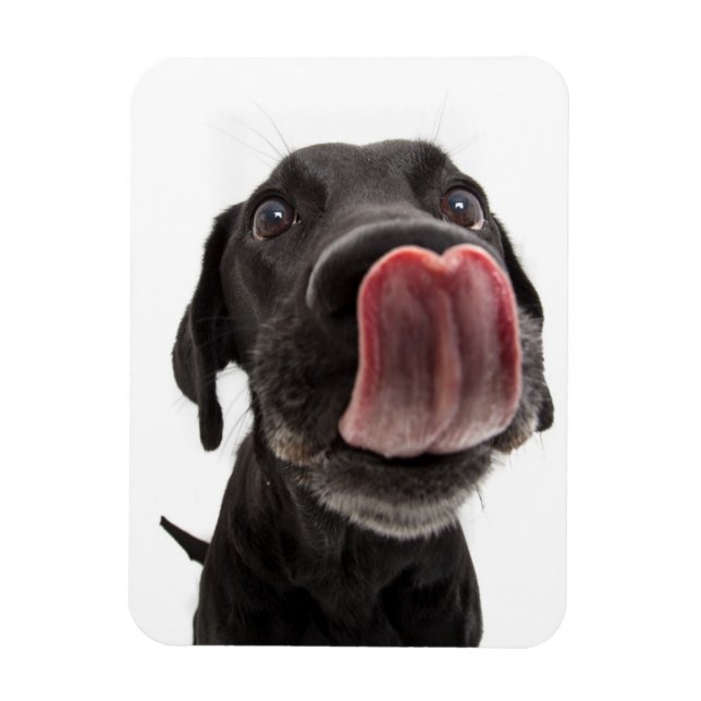 Ímã Black Labrador A Banhar O Nariz (Vertical)