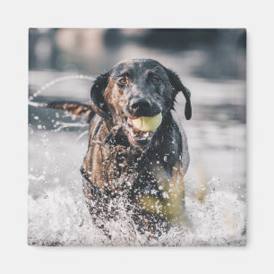 Imã Black Labrador Joga Busca Na Água