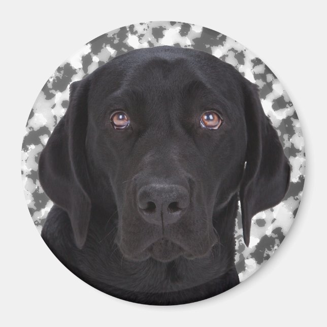 Imã Black Labrador Retriever (Frente)